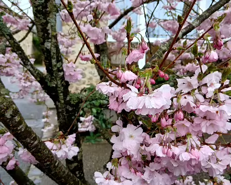 013 Cerisier du Japon