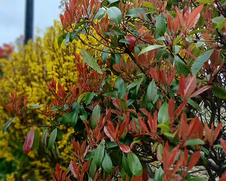 015 Photinias et forsythias