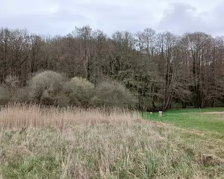 026 Roselière près du ru du Pommeret