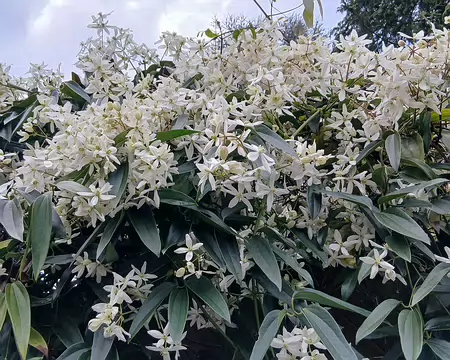 037 Clématite (Les Layes)