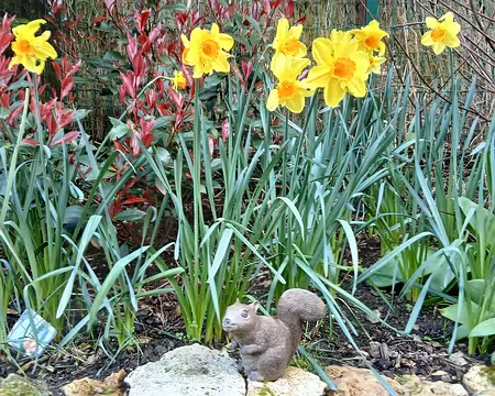 042 Ecureuil et jonquilles
