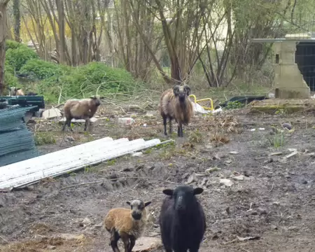 P1220748 Bêlements à Viarmes