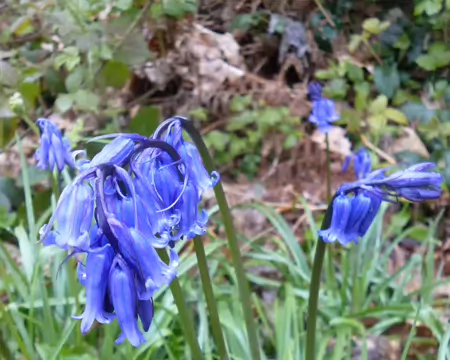 P1220757 Jacynthes des bois