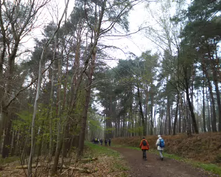 P1220758 Traversée d'une pinède en forêt de Carnelle