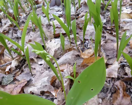 P1220763 Boutons de muguet un 1er avril