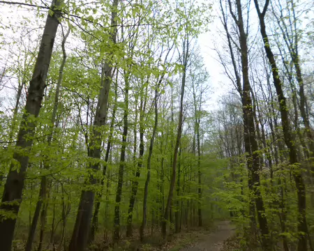 P1220765 Tendre verdure