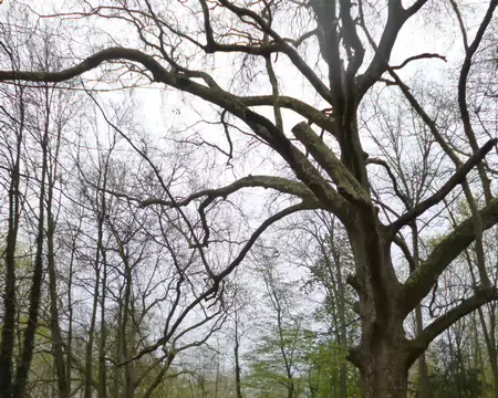 P1220768 Le parc de Touteville, Asnières-sur-Oise