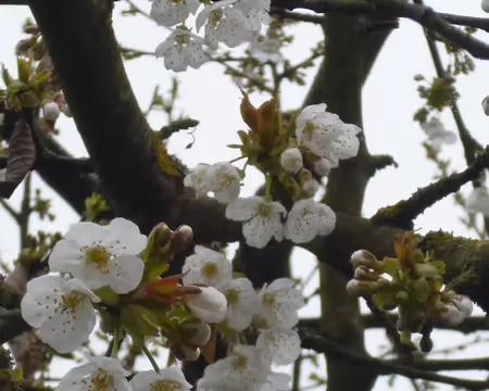 P1220772 Fleurs de cerisier. Merci à Christian pour ce tour en forêt de Carnelle