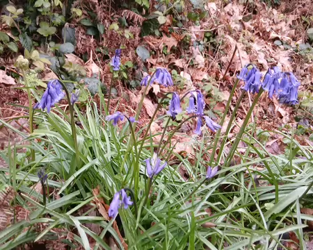 012 Jacinthes des bois