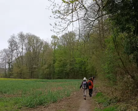 027 Champ de colza en lisière de forêt