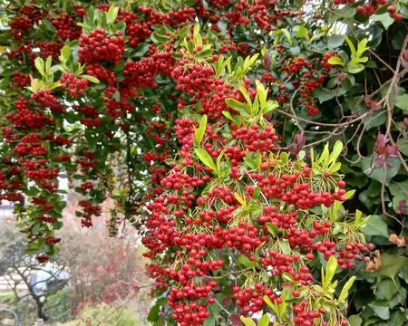 036 Merci Christian pour cette belle randonnée dans la forêt de Carnelle