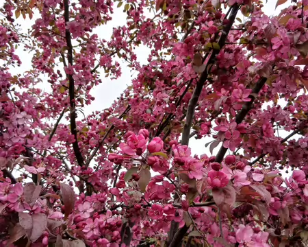 006 Pommier du Japon