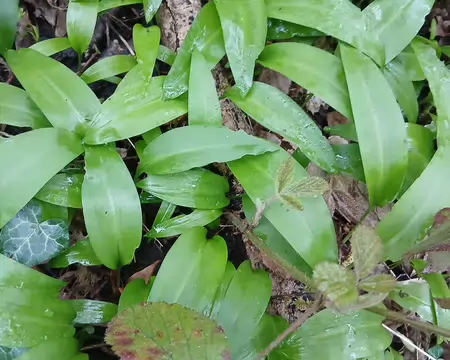 008 Ail des Ours dans le sous-bois