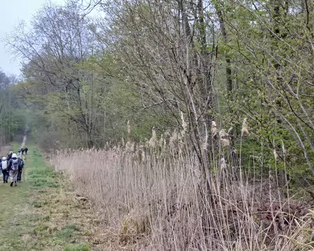 017 Roseaux dans les zones humides