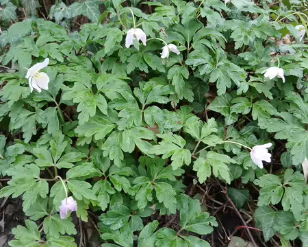 023 Anémones sylvie