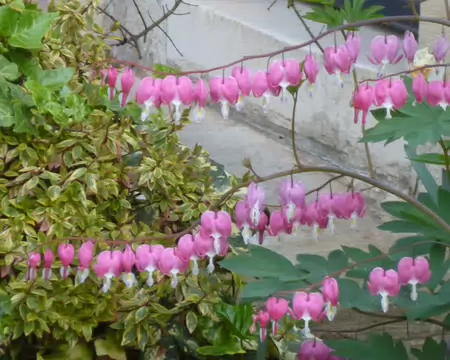 P1220815 Dicentra ou coeur de Marie