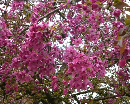 P1220901 Pommier du Japon