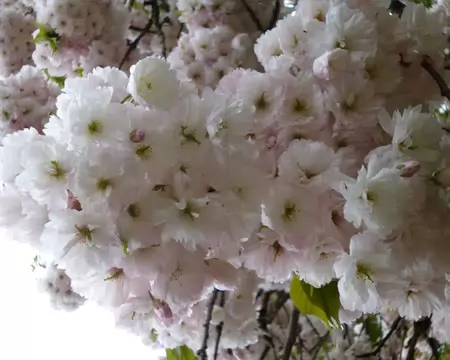 P1220905 Fleurs de cerisier du Japon
