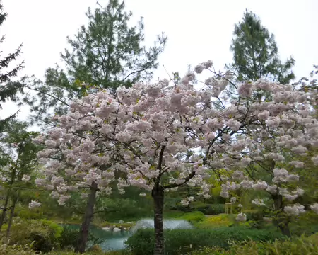 P1220907 Cerisier du Japon