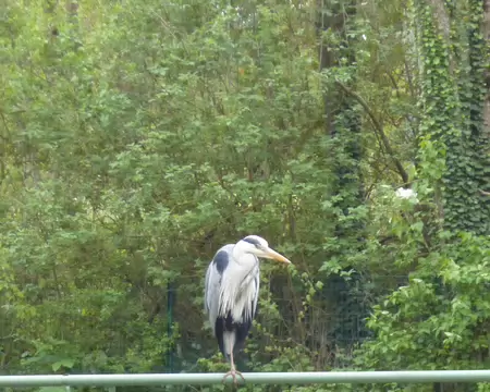P1220927 Héron cendré au bord de l'Ouche. Merci à Claire pour ce week-end dijonnais