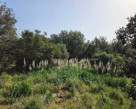 2026-04-11 10-28-54 Asphodèles.