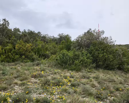 2026-04-12 09-29-00 Jonquilles