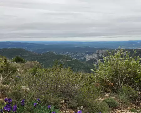 2026-04-12 10-45-56 Iris.