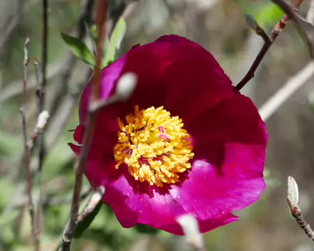 2026-04-14 13-39-59 Pivoine sauvage sur la Séranne.