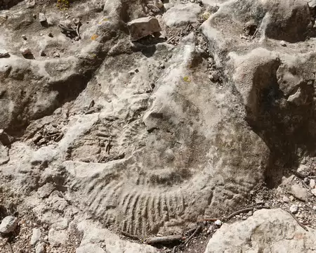 2026-04-15 10-39-24 Sur la vire une ammonite.