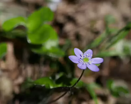 2026-04-15 12-38-01 Anémone hépatique, Hépatique noble, Hépatique à trois lobes (Hepatica nobilis).