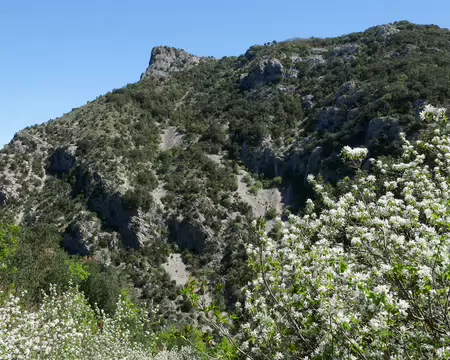 2026-04-15 12-48-47 Amélanchiers en fleurs et un roc au nord-est du saut du Loup.