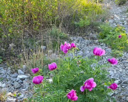 2026-04-16 08-44-15 Pivoine.