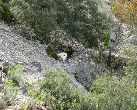 2026-04-17 11-52-31 Rencontre avec une chèvre.