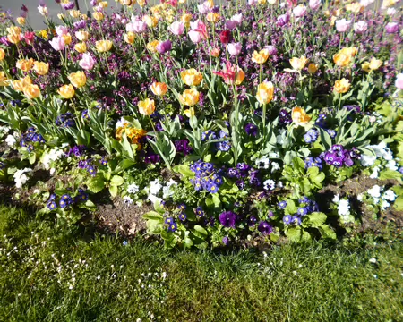 P1220777 Massif printanier