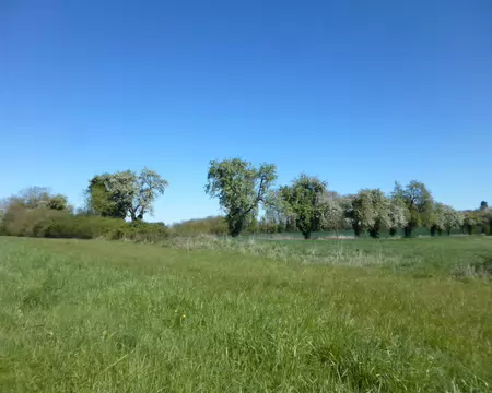 P1220791 rangée de poiriers en fleurs