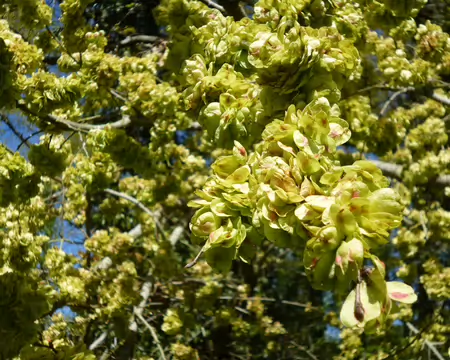 P1220793 Fruit ailé rouge-verdâtre de l'orme appelé samare ou akène