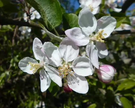 P1220794 Fleurs de pommier