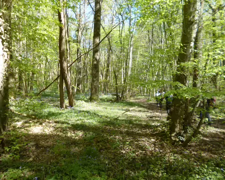 P1220795 Sous-bois bleuté de la forêt de Montceaux