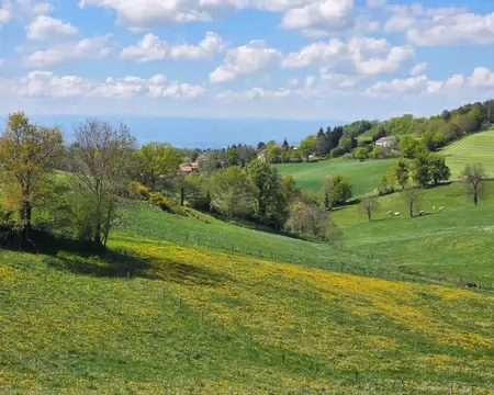 012 Campagne verdoyante avec au fond les monts du Forez.