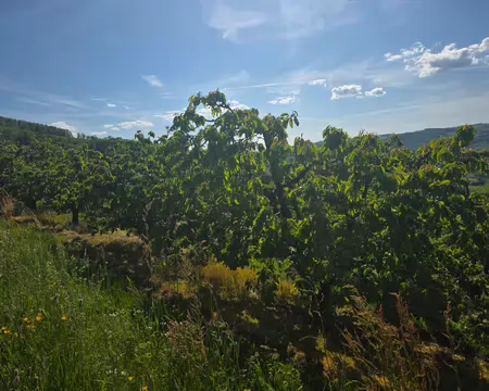 069 Floraison des cerisiers en avance cette année.