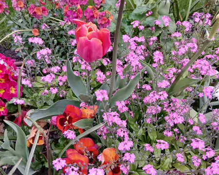 002 Pontoise, ville fleurie (labellisée Trois Fleurs)