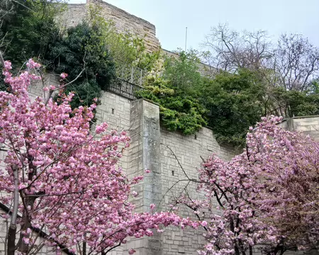 003 Cerisiers du Japon au pied des fortifications de Pontoise
