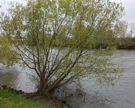015 Saule au bord de l’Oise