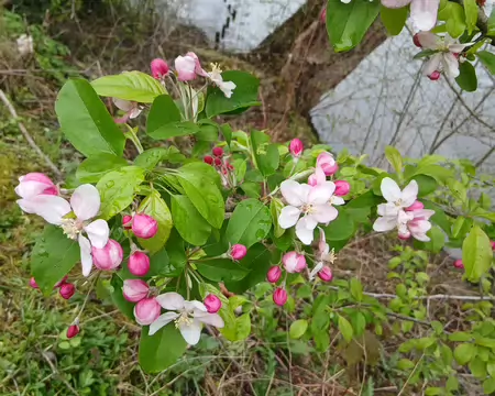 019 Fleurs de pommier