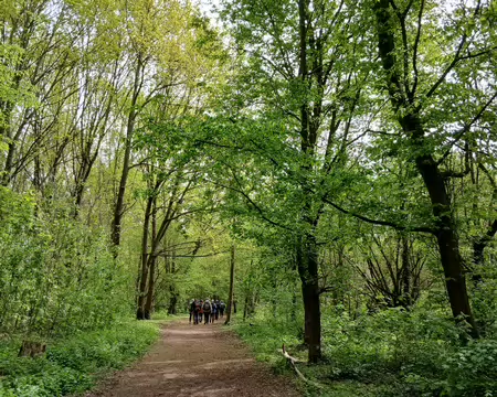 040 Dans le bois de la Ballastière (Cergy)