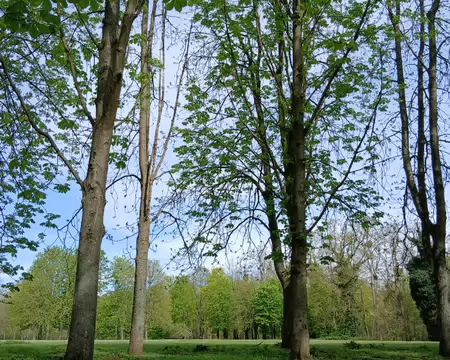 041 Grande prairie au cœur du bois de la Ballastière