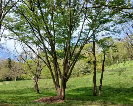 043 Micocouliers au pied de la butte à Juju (bois de Cergy)