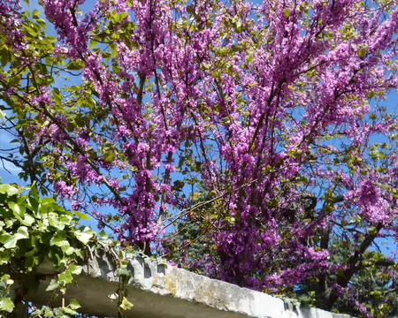 P1220942 Arbre de Judée