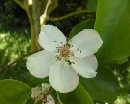 P1220945 Fleur de cognassier