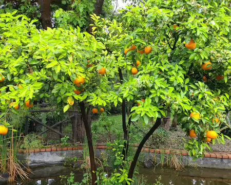 20260423_115043 La Sicile, pays des oranges (et des citrons)